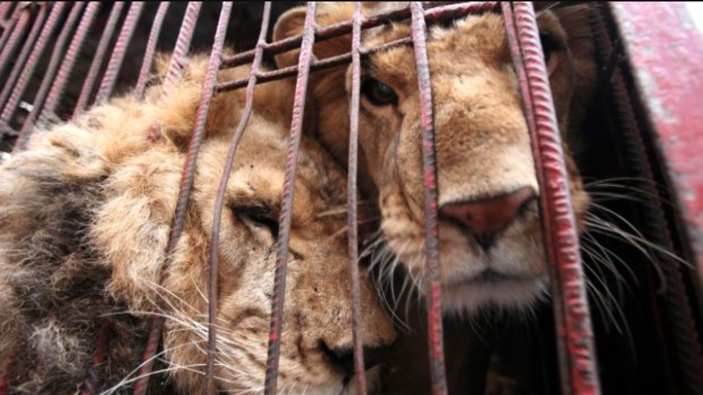 Petición · Prohibamos los circos con animales en Peñarroya-Pueblonuevo -  España · Change.org, image size:1416x797