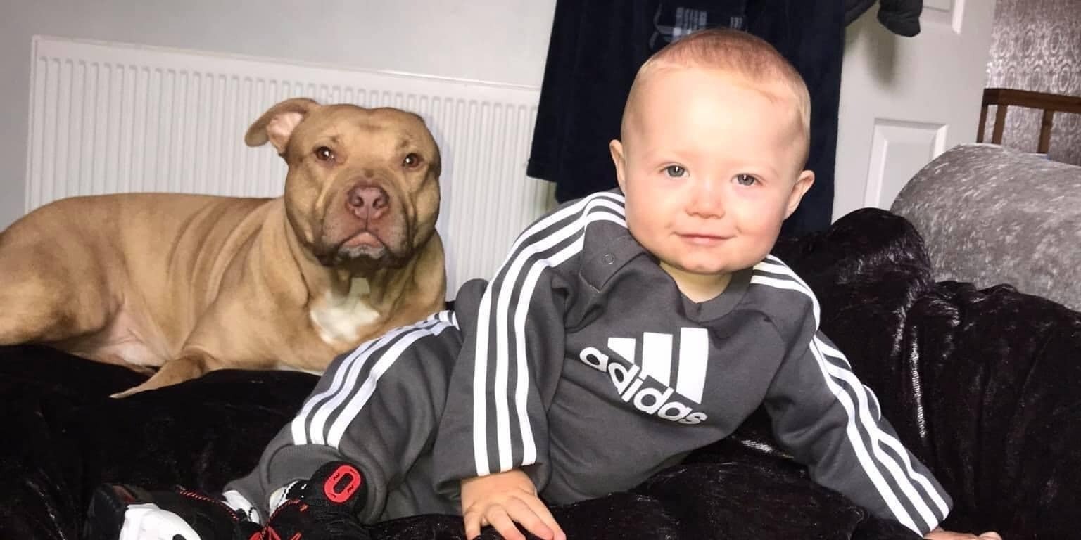 Petition · FREE FUDGE! DONT JUDGE BY BREEDS United Kingdom ·