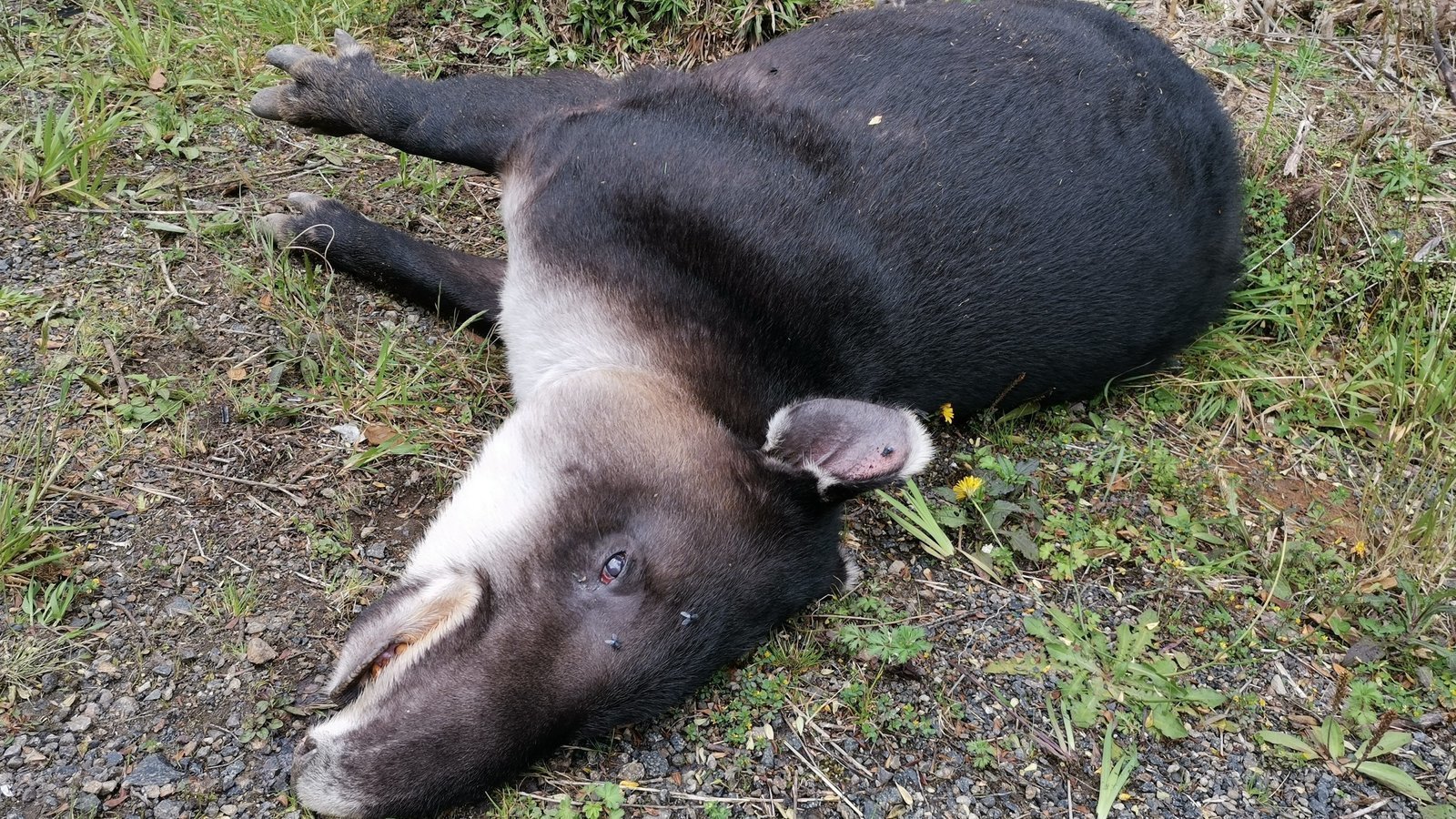 Atropellos De Animales:  La Nueva Ley De Tráfico Te Cambiará La Vida. - yuzghbn