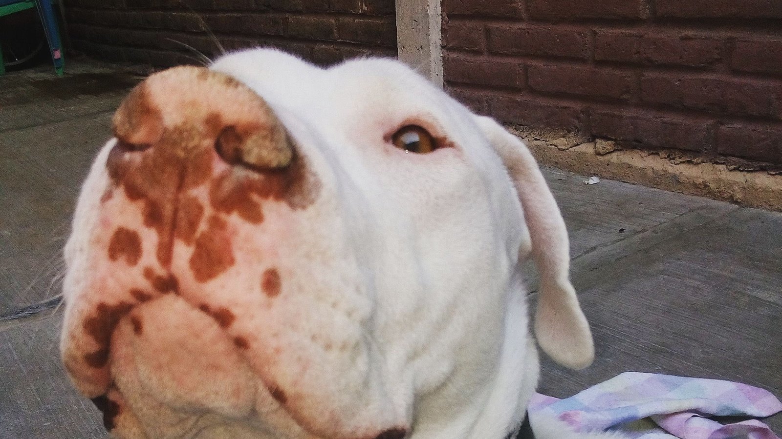 Mi Perro Ha Mordido Un Erizo