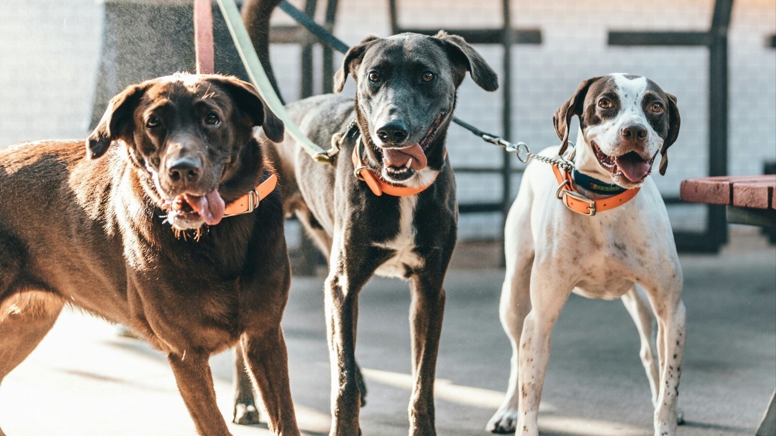 Petition · Left to Suffer in the Cold: Justice for 23 Chained Dogs ...