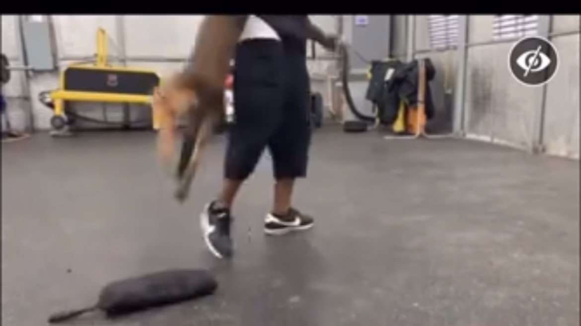Petition · Hold TyCalK9 Accountable for Animal Abuse ·