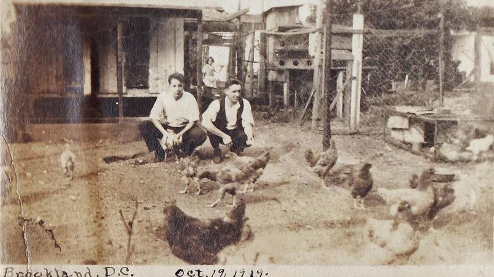 Petition · Lay Off the Hens! Support Backyard Chickens in D.C. Washington, United States