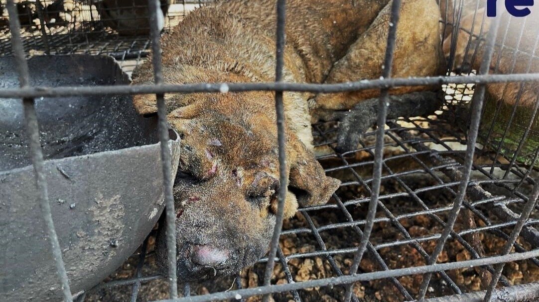 Photo inspiration: Dog Fatalities Fabric Consumption Reference: Petition Netherlands Tell Your Partner South Korea You Oppose The