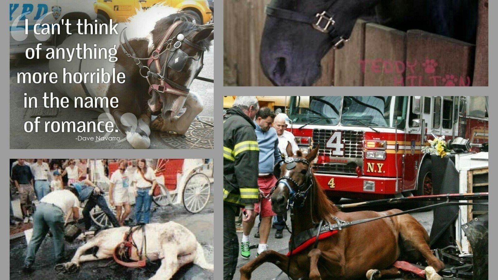 Petition · Horse carriage rides are animal abuse United States