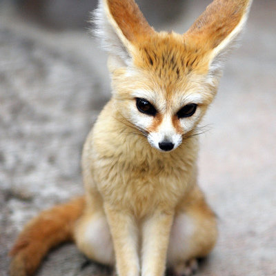 owning a fennec fox