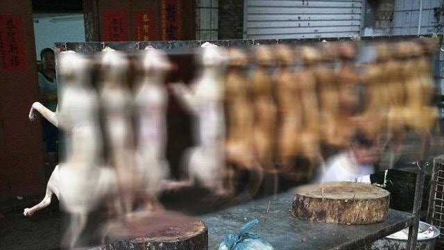 Topic Yulin Festivali Change Org Topic Yulin Festivali Change Org