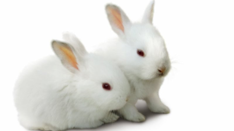 rabbit pet shop