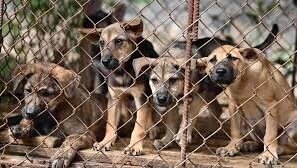 Petition · Ban the Inhumane Yulin Dog Festival - United Kingdom
