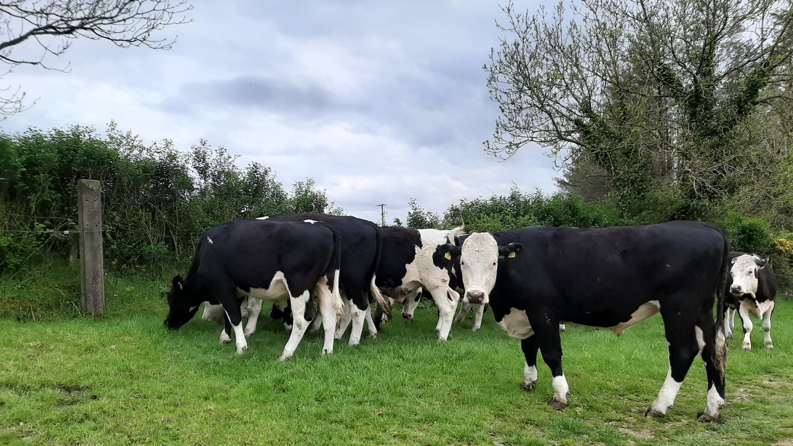 Petition · Beef Farming Ireland I wish to support the redevelopment