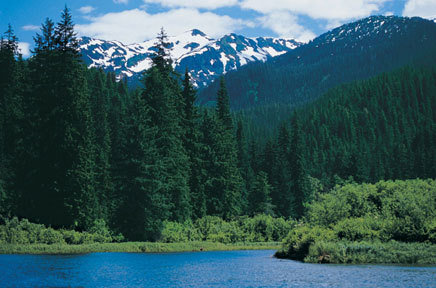 Petition · Halt Logging In Our National Forests - United States