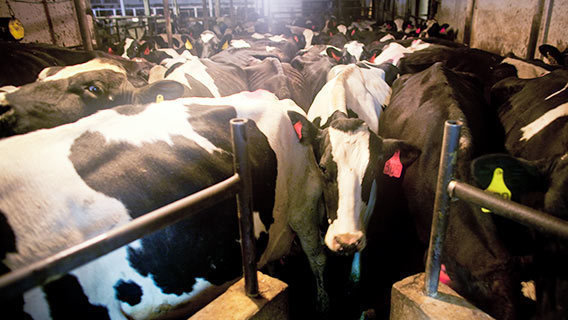 Petition · Introduce Bill to End Government Subsidies for