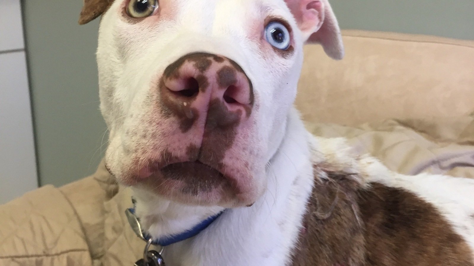 Petition · Maximum Charges/Sentencing for Simba’s Burn Animal Cruelty