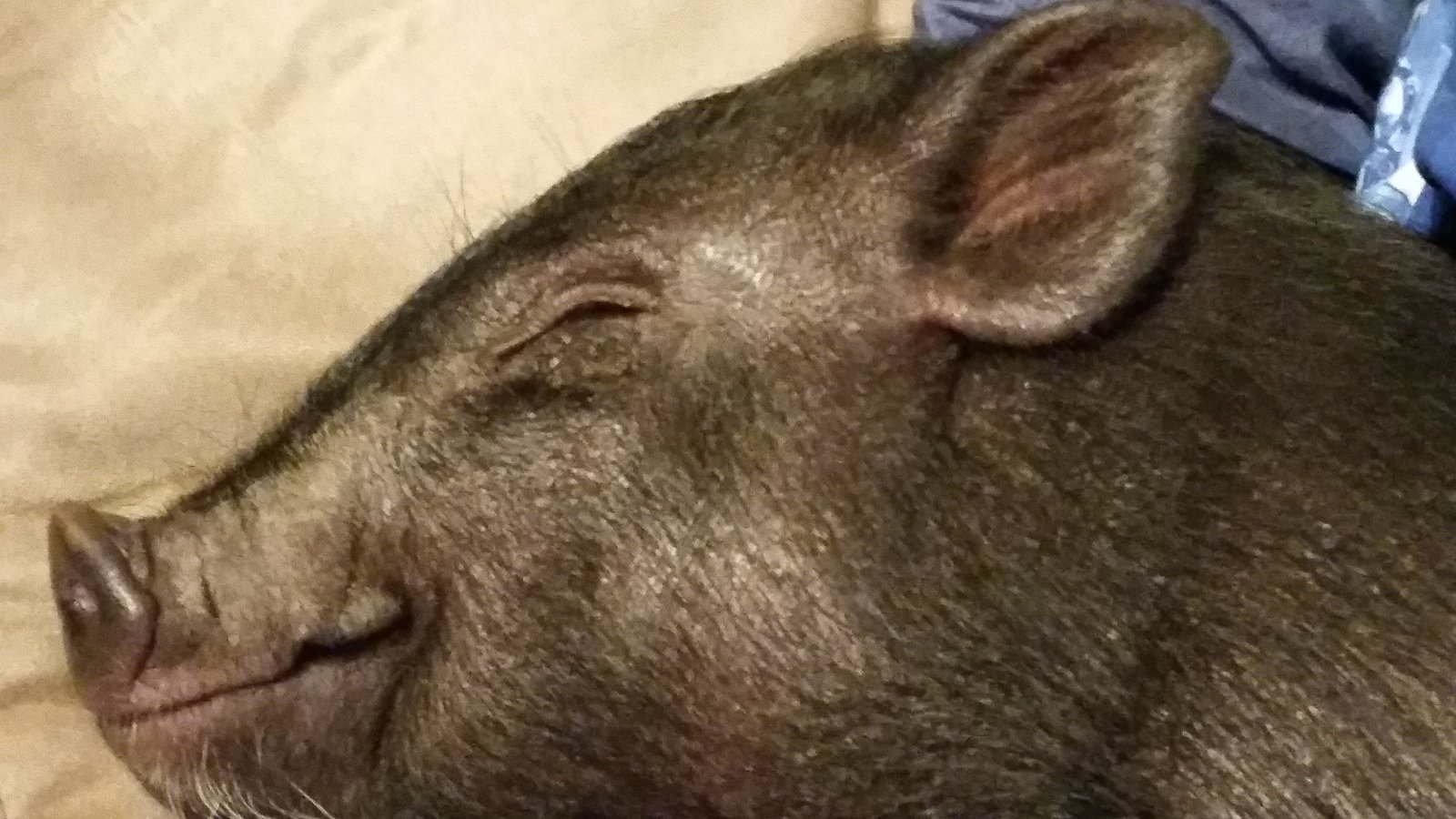 Petition · Change current Animal Law in West Point, Va NOW to help