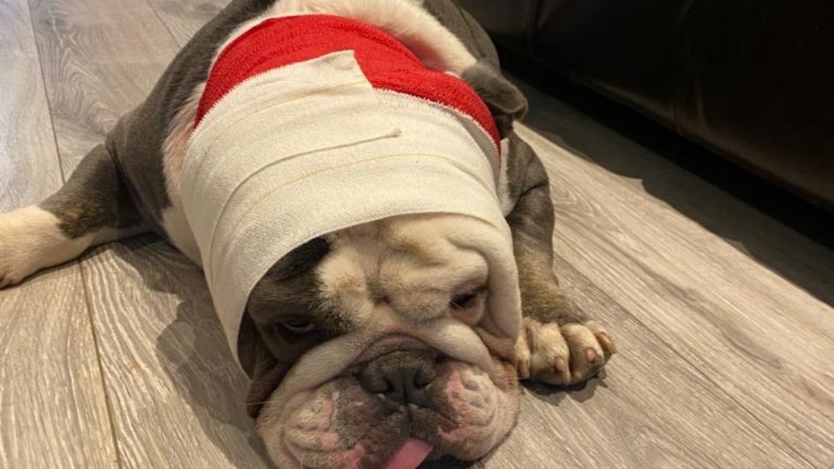 Petition · It should be a legal requirement for owners of dogs to have