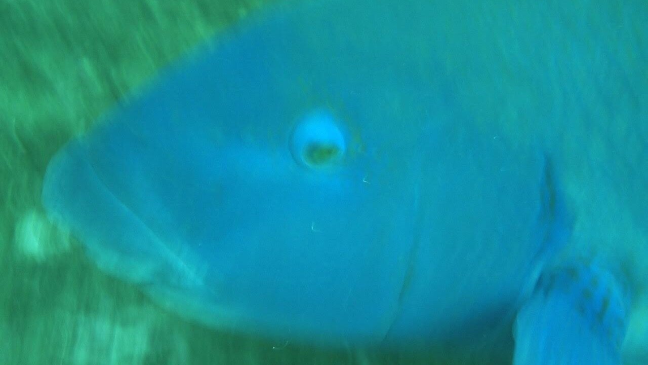 Petition · Justice for Australian Endangered Wildlife Give Max