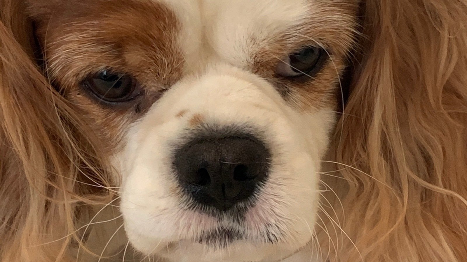 Petition · Stop all backyard breeders. Australia ·