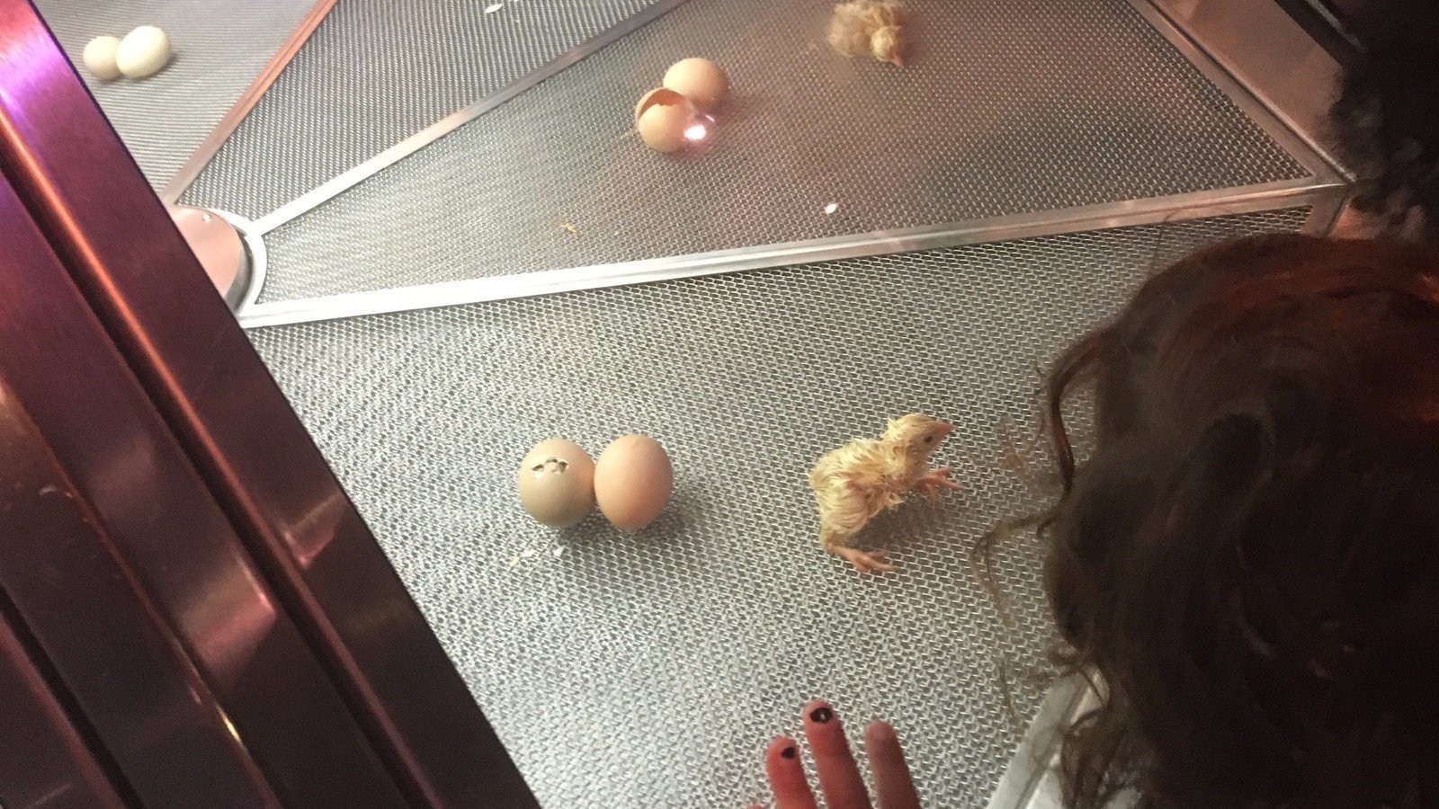 Petition · Shut Down the Chick Hatching Display at Chicago's Museum of
