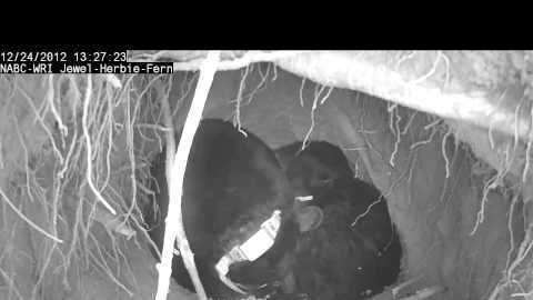 Hibernating Wolves Petition · Protect Hibernating Bear and Wolf Families from hunters ...