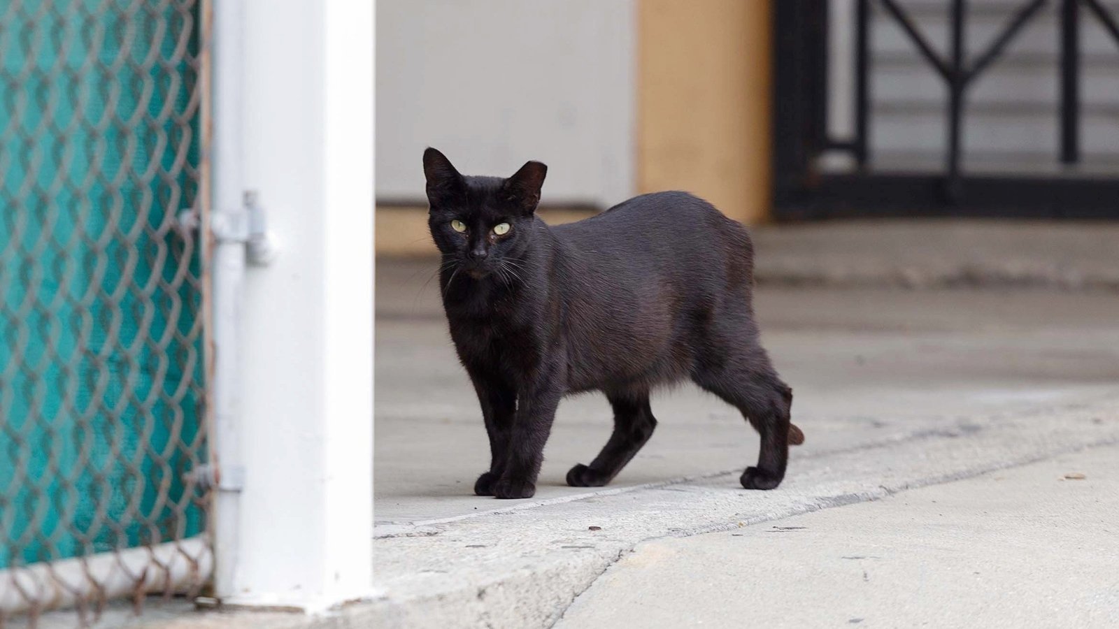 Petition · It is currently legal to poison stray cats in Los Angeles