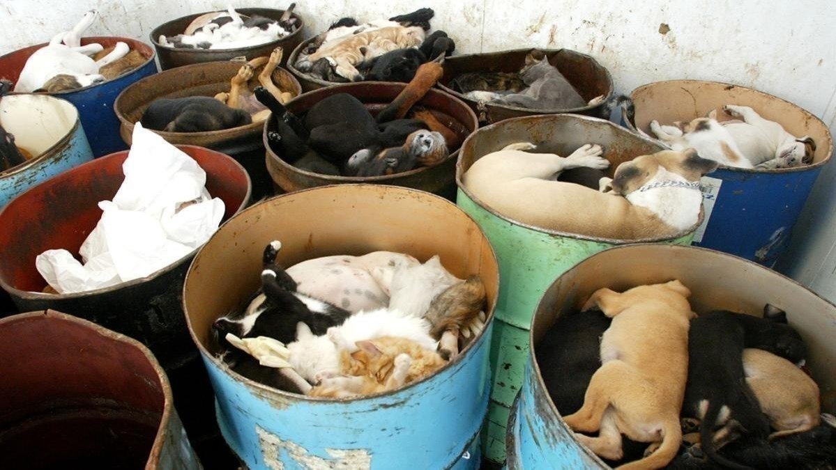 petition-importing-animals-into-ct-needs-to-stop-now-united