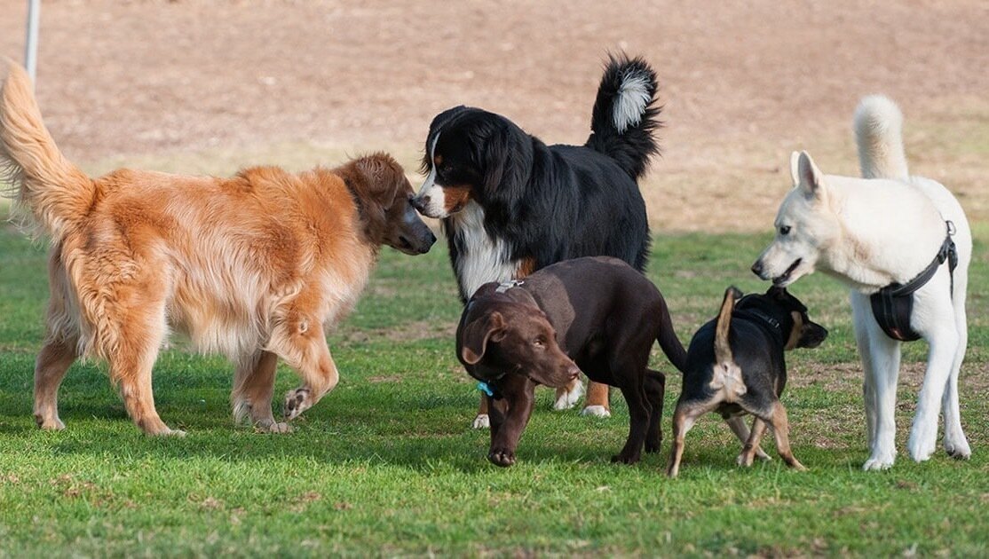 Petition · Close Will May Dog Park Tuscaloosa, United States ·