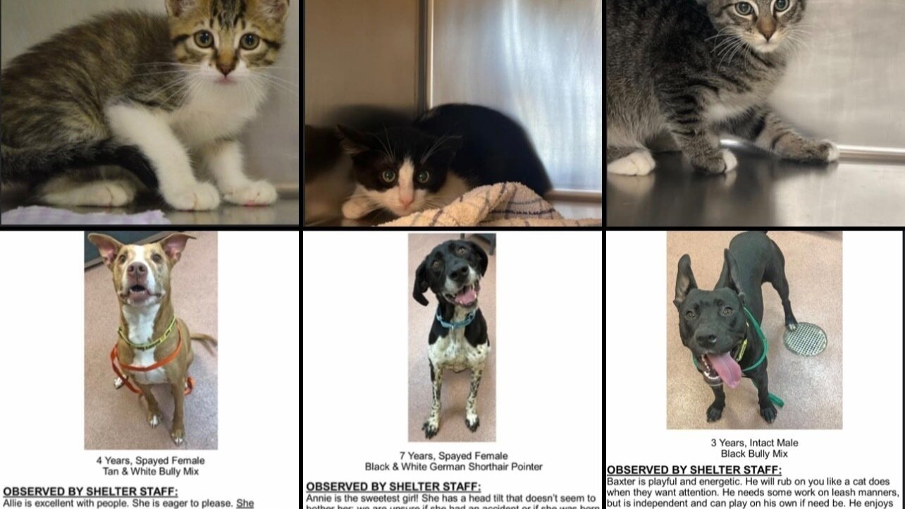 Petition · End Kill Shelters in Utah Give Every Animal a Chance! United States ·