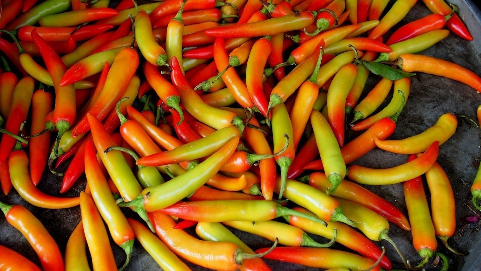 Petition · Make photos of chili peppers memes ·