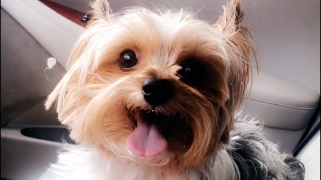 Petition · Allow dogs on beaches in Panama City ·