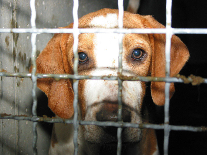 Animal testing should be banned debate in favour image