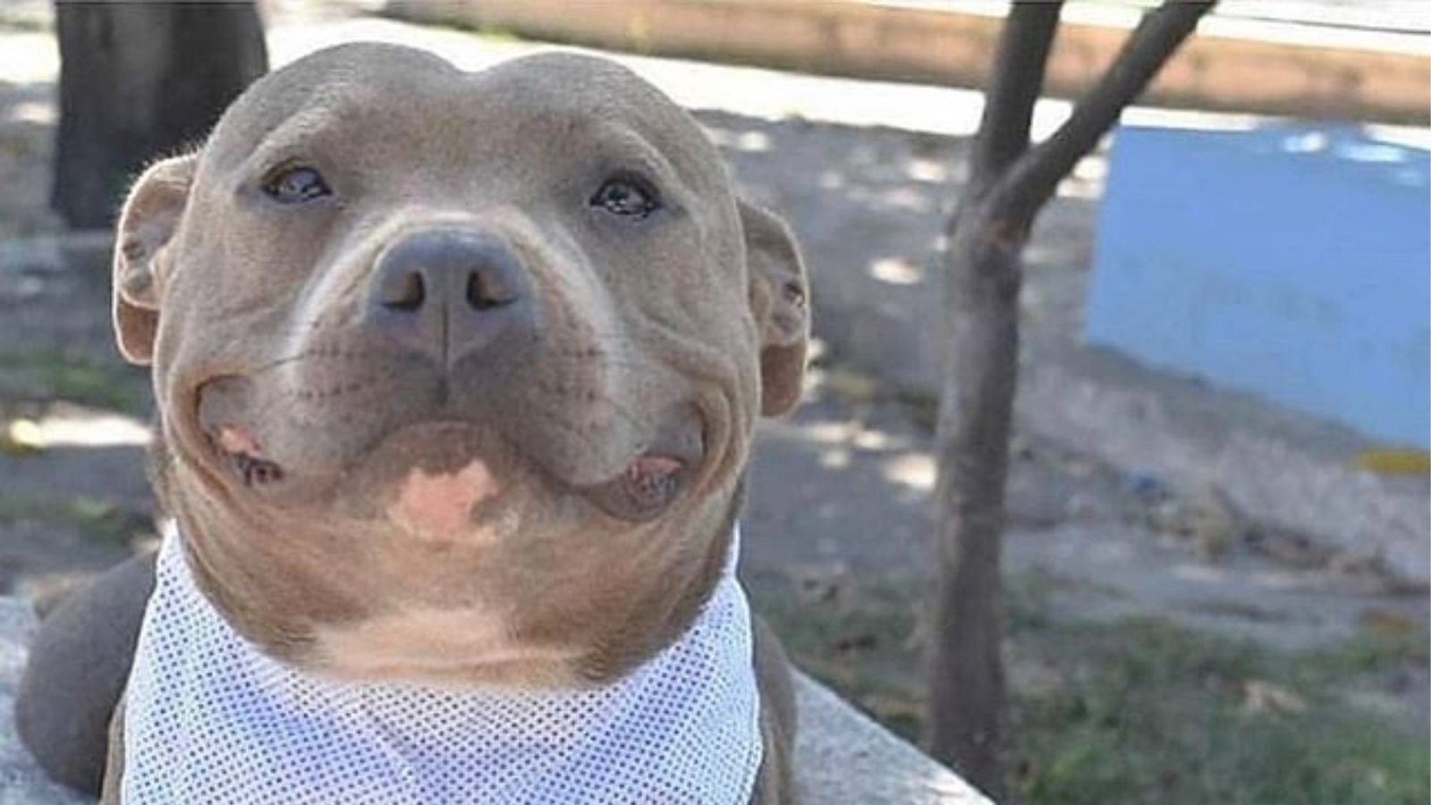 Petition · Abolish Breed Bans in Colorado which ban Pitbulls and other