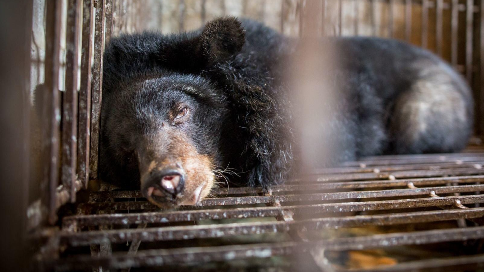 petition-ban-bear-bile-farming-united-states-change