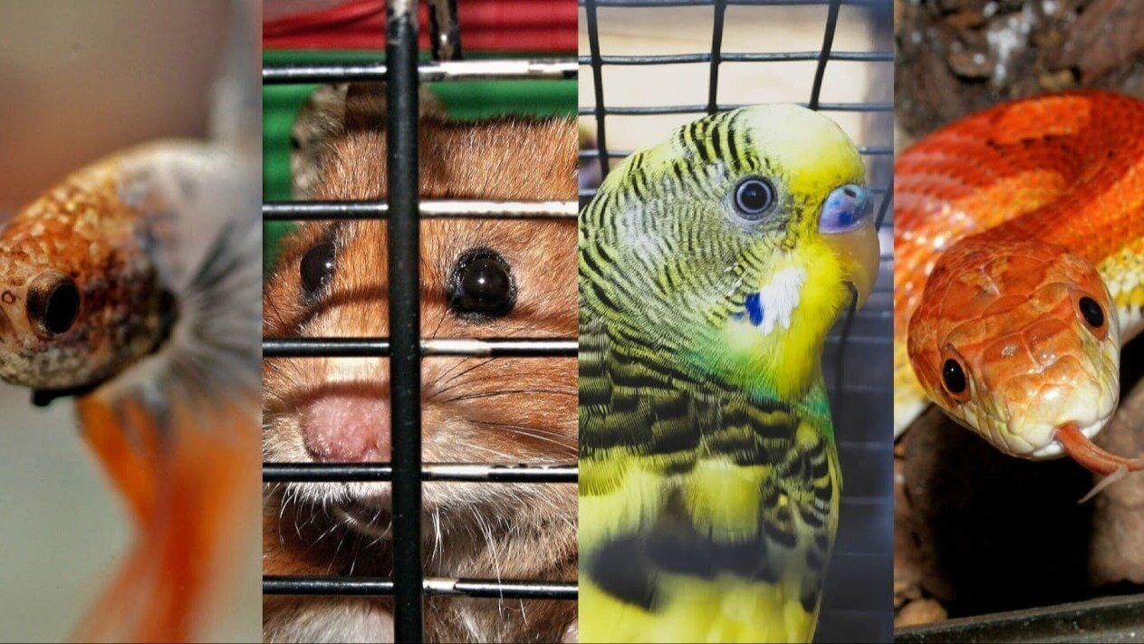 Petition · Stop selling live animals in all Pet stores in NJ! United