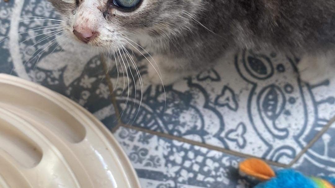 Petition · Stop Landlords refusing tenants with pets New Zealand