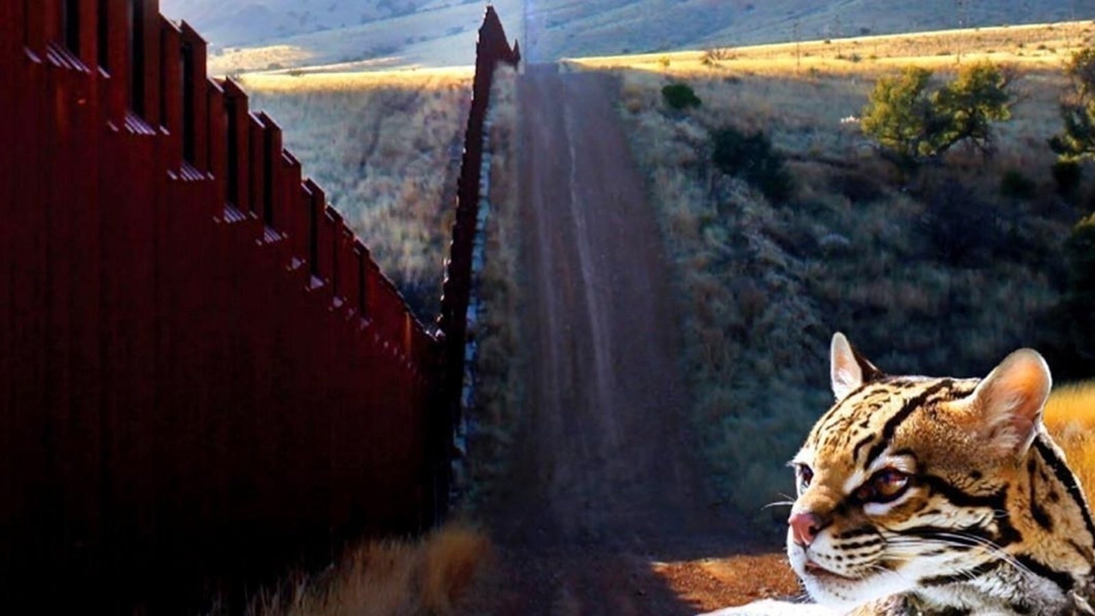 Petition · Save Endangered Species from the Border Wall! United