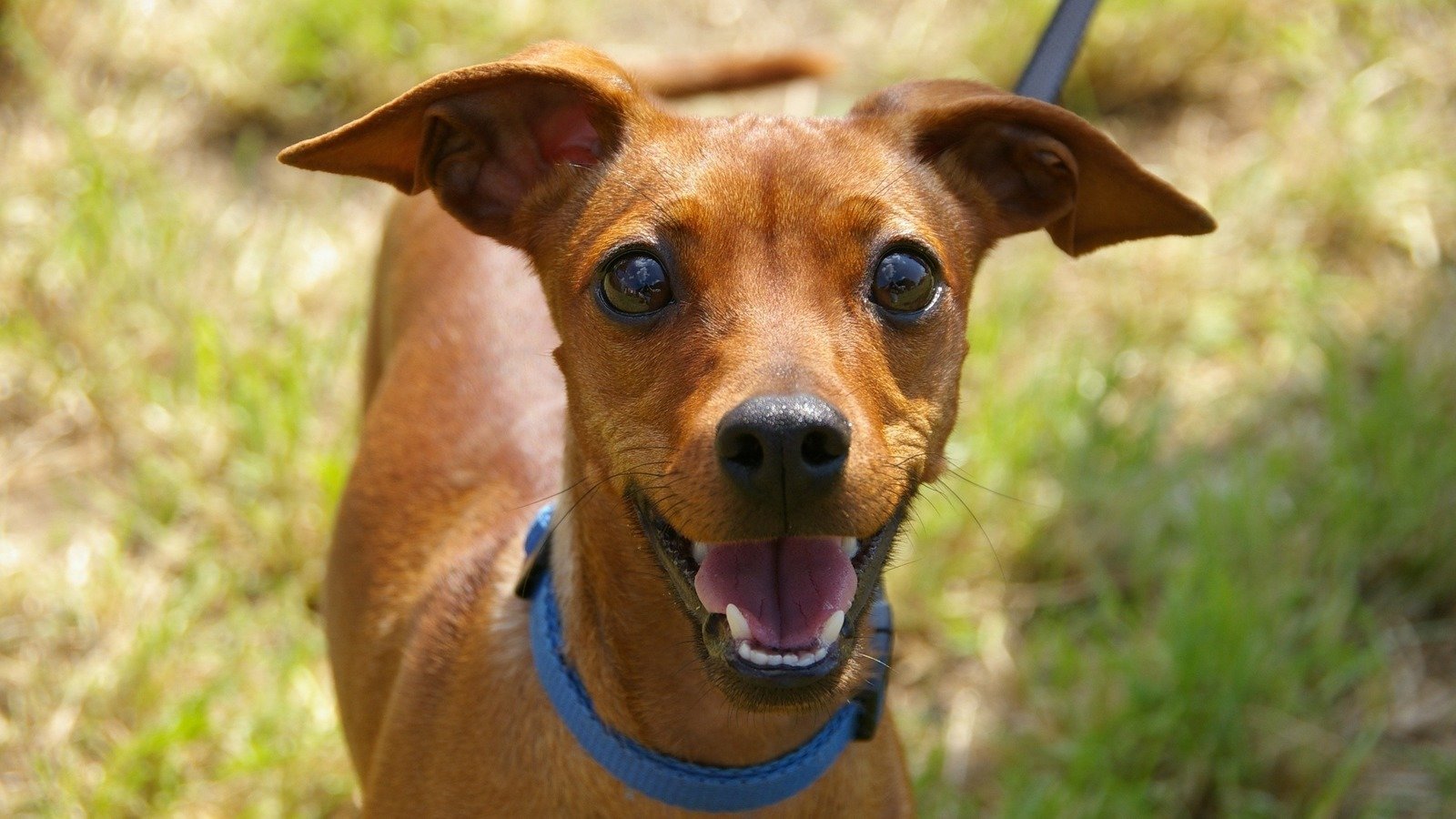 Petition · Protect Our Pets By Enforcing Leash Laws United States