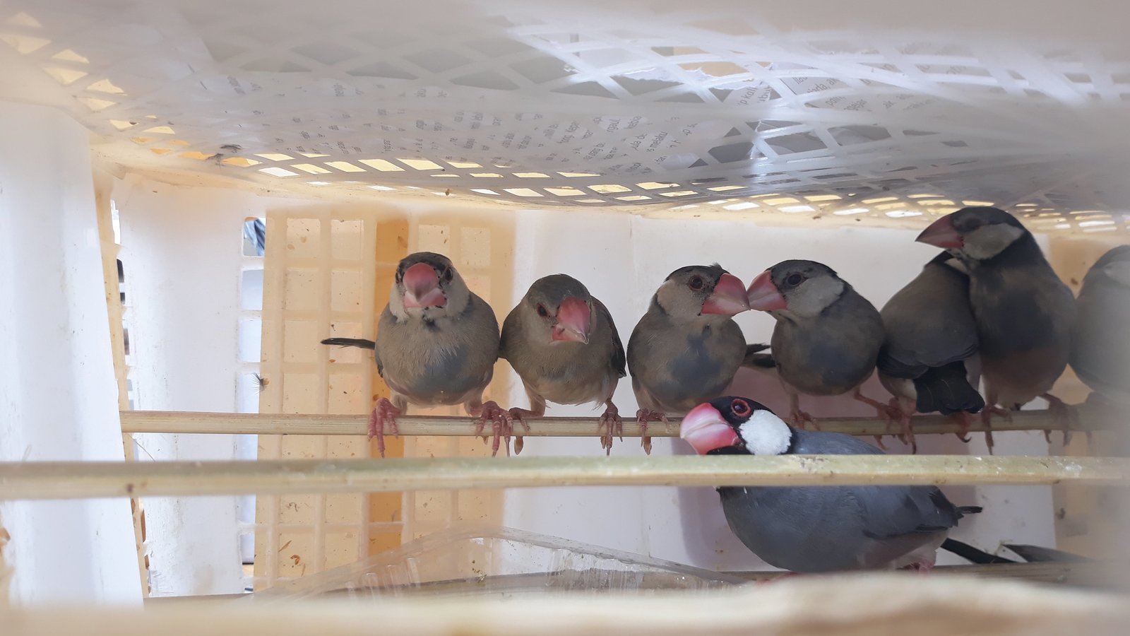 Petisi Ban Sumatran Wild Bird Hunting Indonesia Change Org