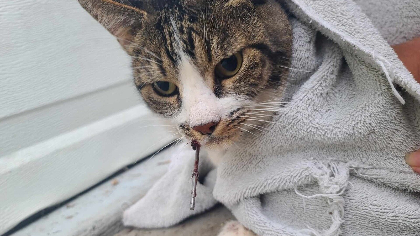 Petition · Construct a Cat Sanctuary in Gooding, ID - United States ...
