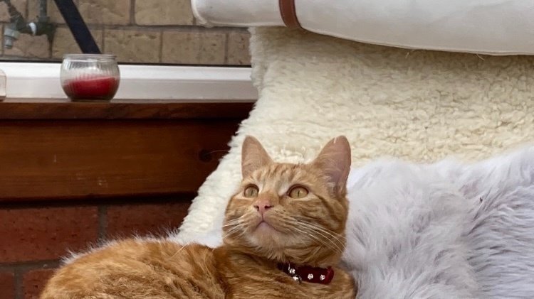 Do You Have To Stop If You Hit A Cat