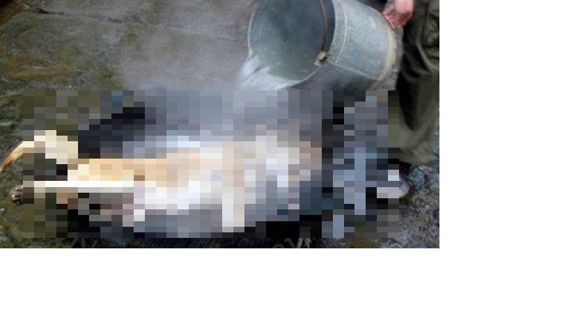 Peta Dog Rescue Videos Peta Dog Rescue Videos
