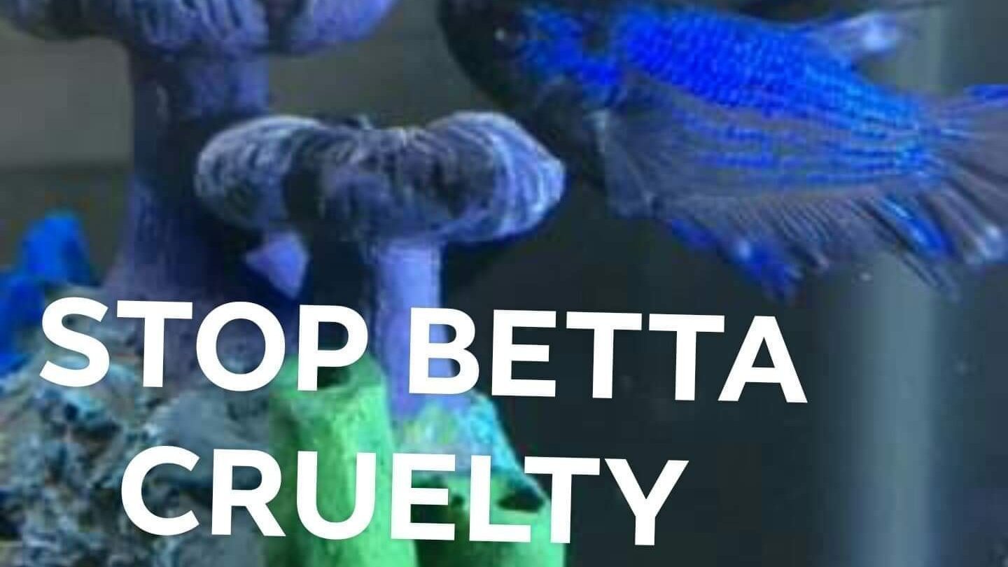 betta care sheet petco
