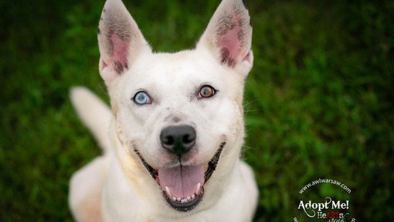 local animal welfare organizations near me