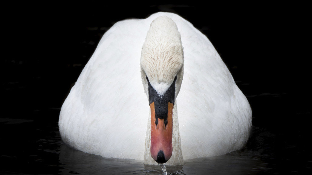 Petition · Don't Kill Mute Swans in New York State Kill the "Mute