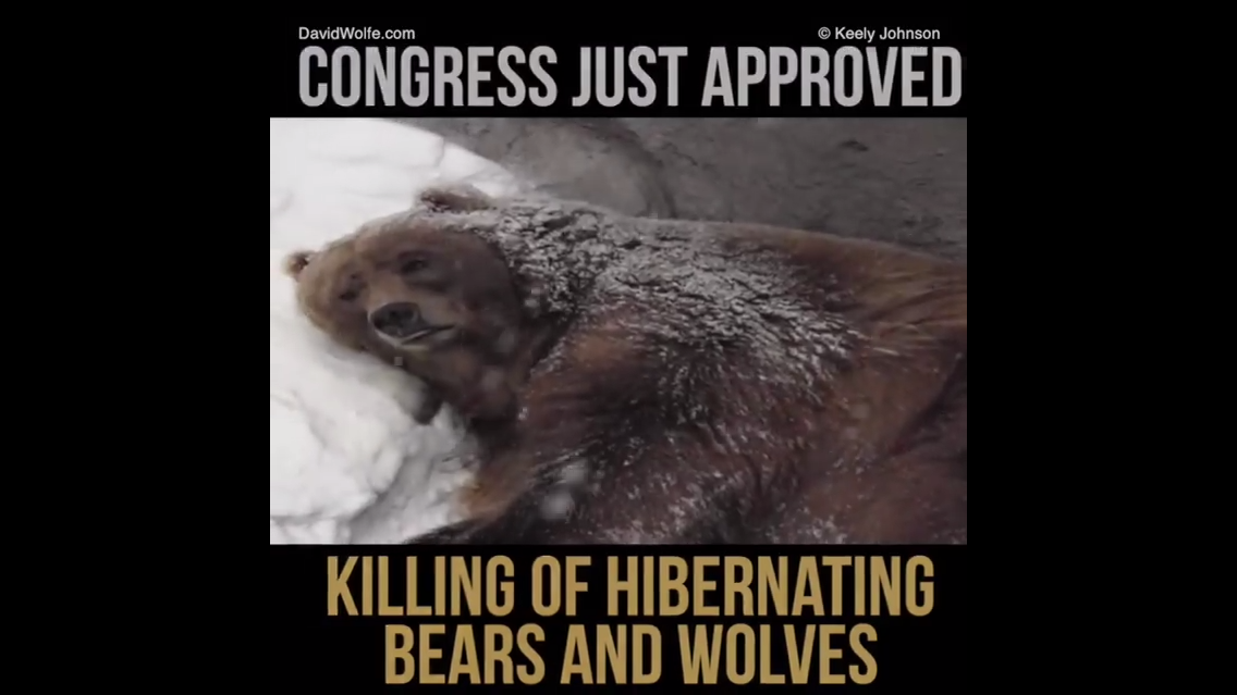 Hibernating Wolves Petition · Stop congress killing hibernating wolves and bears - United ...