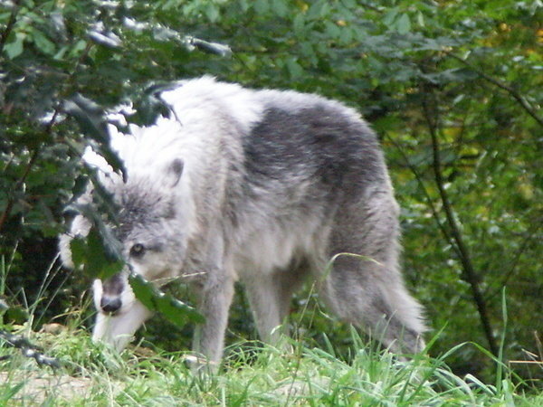 Petition · Eastern Oregon Residents Support Wolves ·