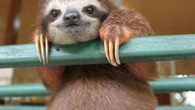 Petition · protect sloths as an endangered species - United States