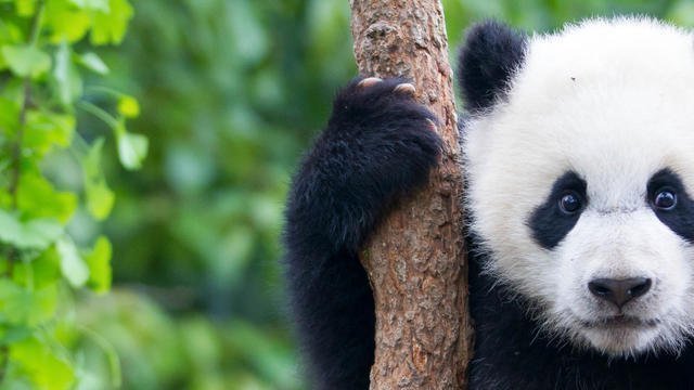 Scared Panda Clings To Police Officer