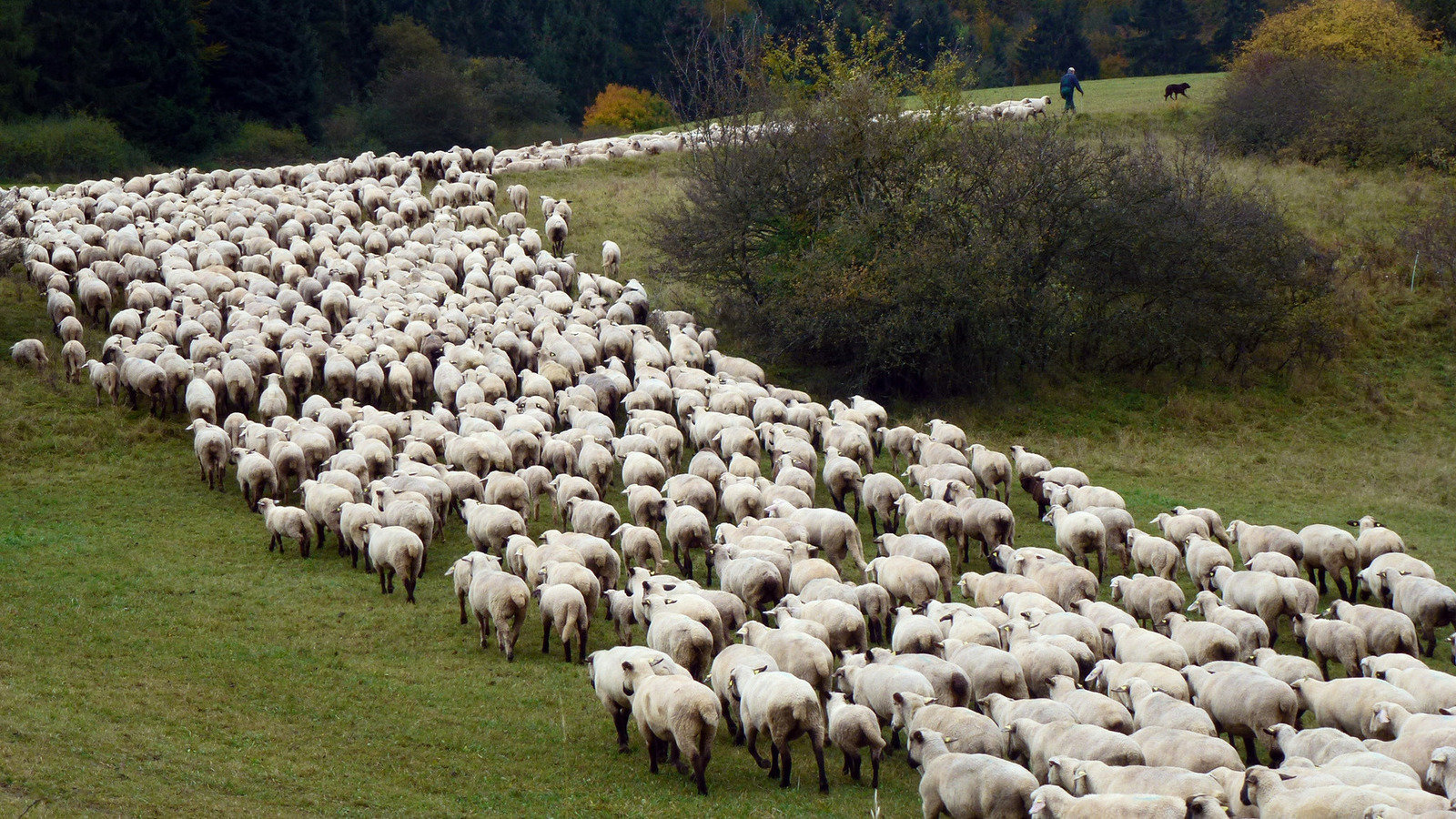 Topic · Manifest für den frieden ·