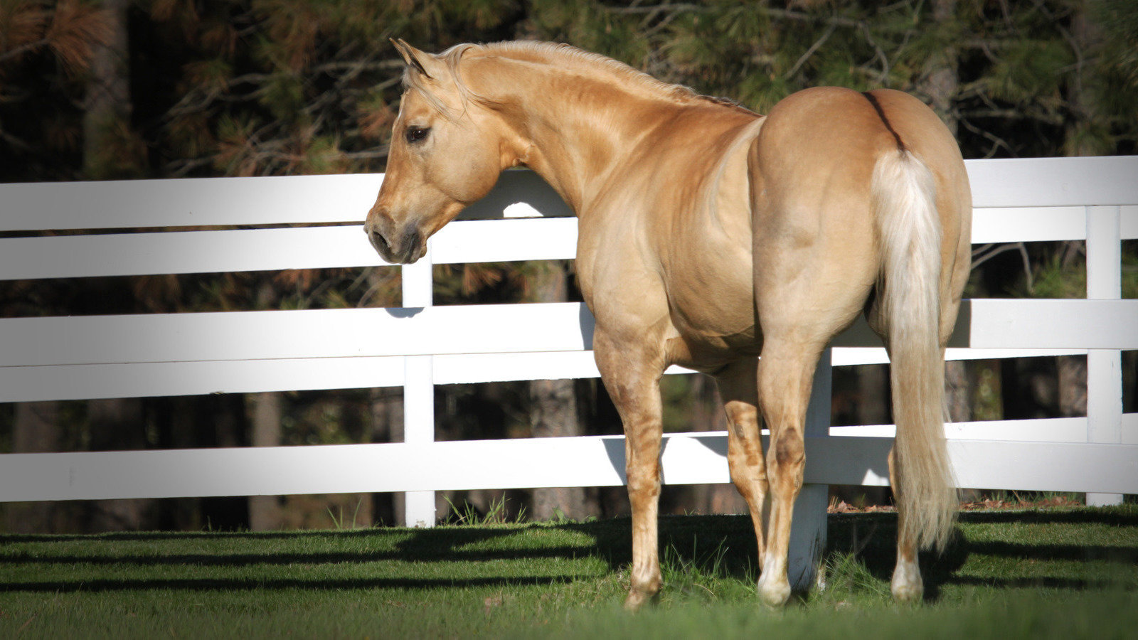 Petition · Please recognize and allow the Palomino Dun to be registered and  shown. - United States · Change.org