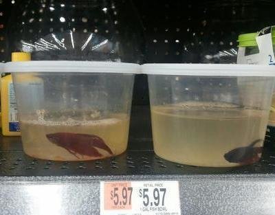 Petition Petco Pet Smart Walmart Boycott Stores That Sell